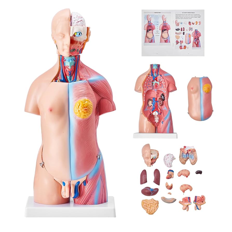 VEVOR Human Body Model, 23 Parts 18 inch, Human Torso